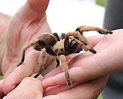 touch-a-tarantula touch-a-tarantula